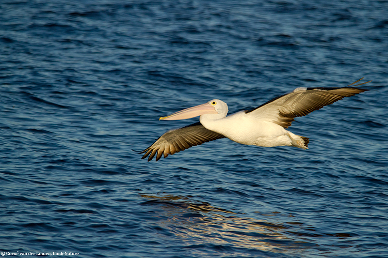 <!-- Australian pelican, Pelecanus conspicillatus -->