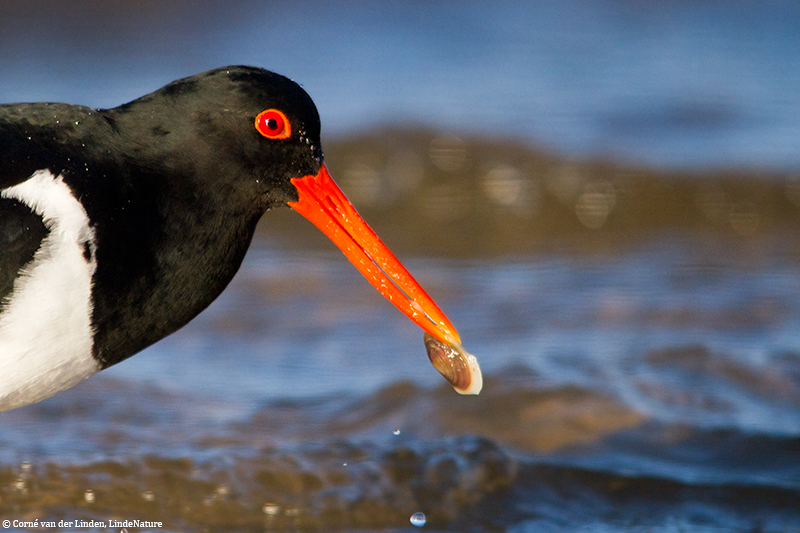 <!-- Australian pied oystercatcher, Haematopus longirostris -->