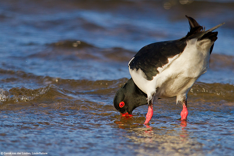 <!-- Australian pied oystercatcher, Haematopus longirostris -->