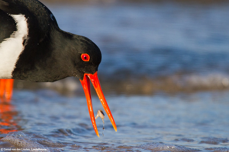 <!-- Australian pied oystercatcher, Haematopus longirostris -->