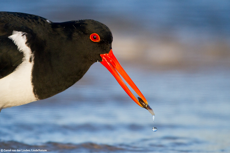 <!-- Australian pied oystercatcher, Haematopus longirostris -->