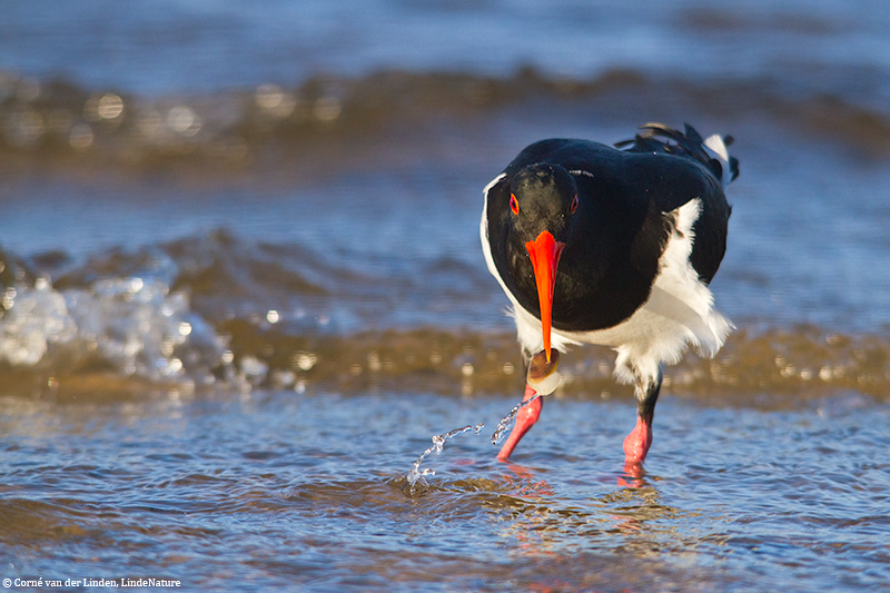 <!-- Australian pied oystercatcher, Haematopus longirostris -->