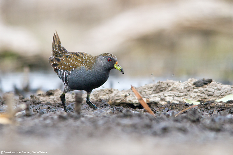 <!-- Australian spotted crake, Porzana fluminea -->