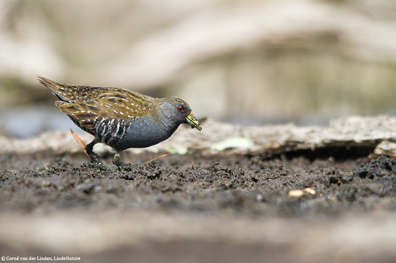 <!-- Australian spotted crake, Porzana fluminea -->