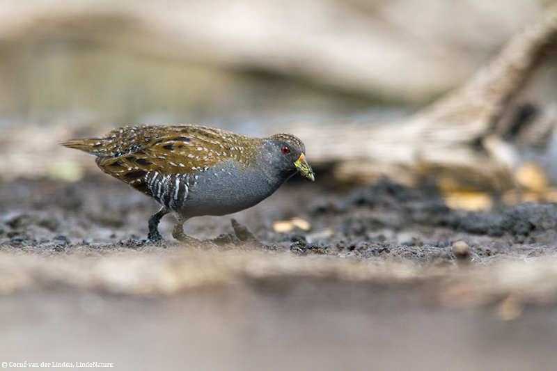 <!-- Australian spotted crake, Porzana fluminea -->