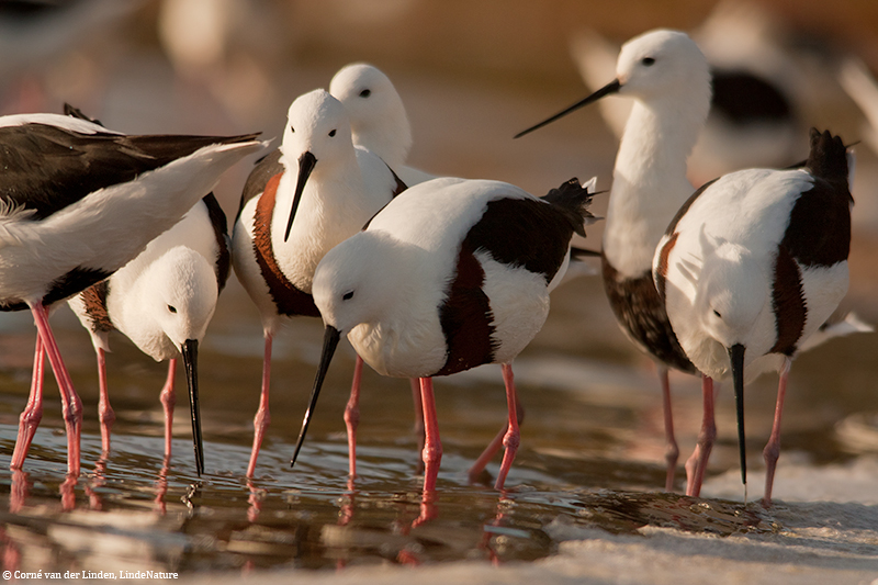 <!-- Banded stilt, Cladorhynchus leucocephalus -->