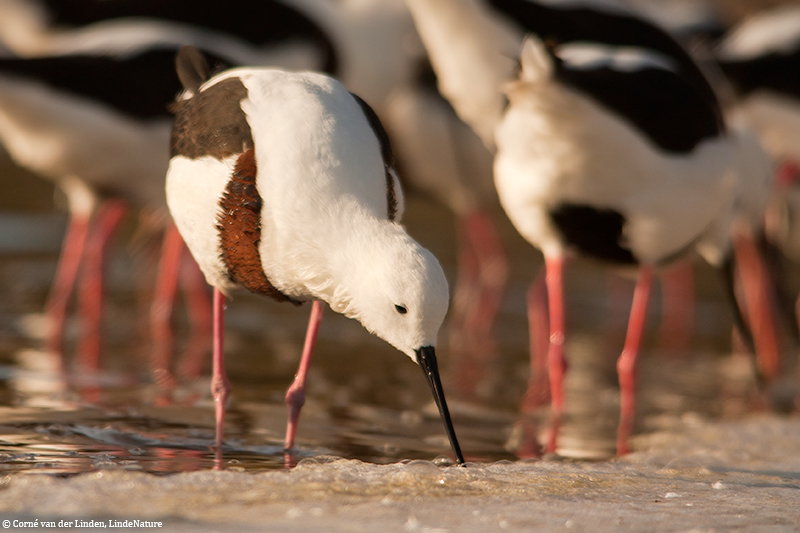 <!-- Banded stilt, Cladorhynchus leucocephalus -->