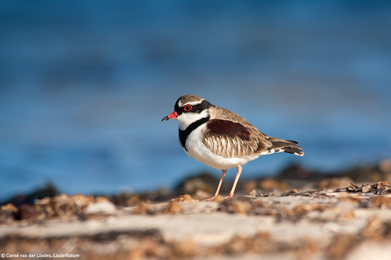 <!-- Black-fronted dotterel, Elseyornis melanops -->