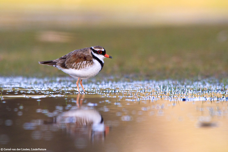 <!-- Black-fronted dotterel, Elseyornis melanops -->