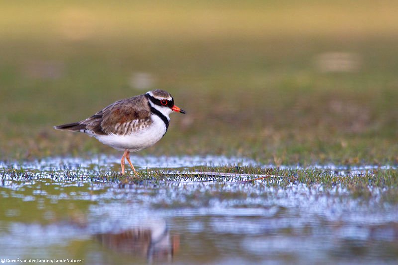 <!-- Black-fronted dotterel, Elseyornis melanops -->