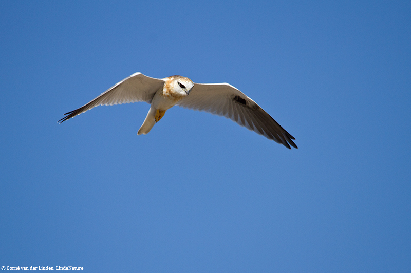 <!-- Black-shouldered kite, Elanus axillaris -->