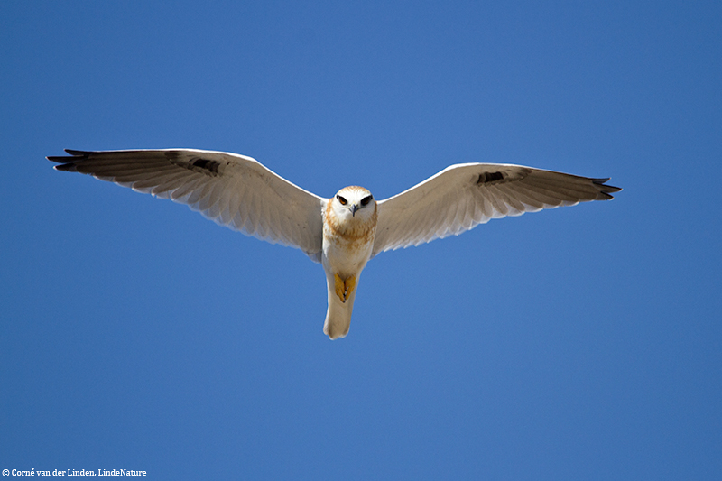 <!-- Black-shouldered kite, Elanus axillaris -->