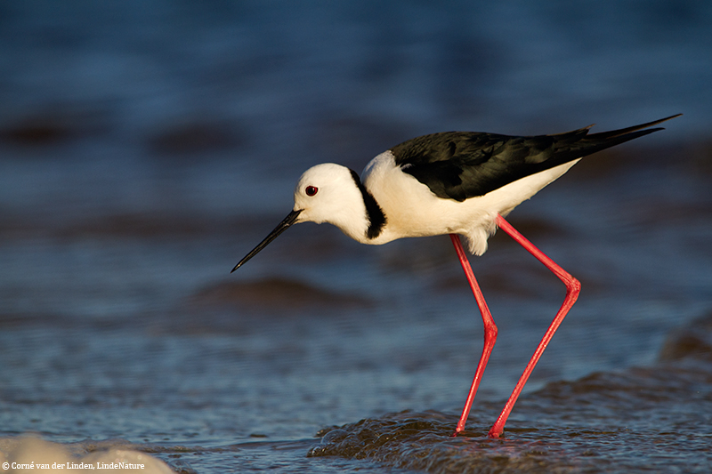 <!-- Black-winged stilt, Himantopus himantopus -->