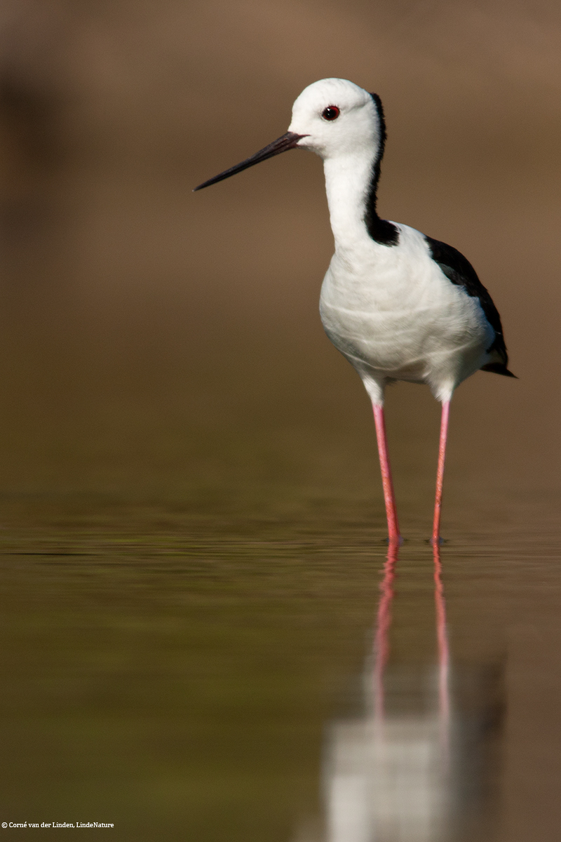 <!-- Black-winged stilt, Himantopus himantopus -->