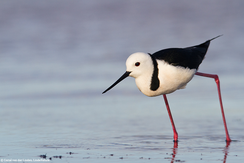 <!-- Black-winged stilt, Himantopus himantopus -->