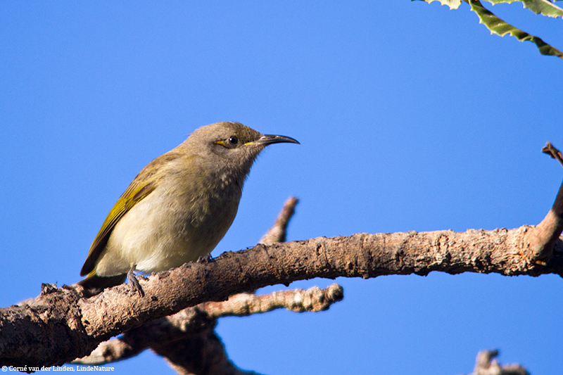 <!-- Brown honeyeater, Lichmera indistincta -->