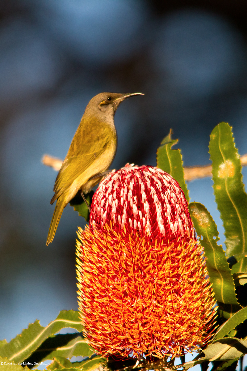 <!-- Brown honeyeater, Lichmera indistincta -->