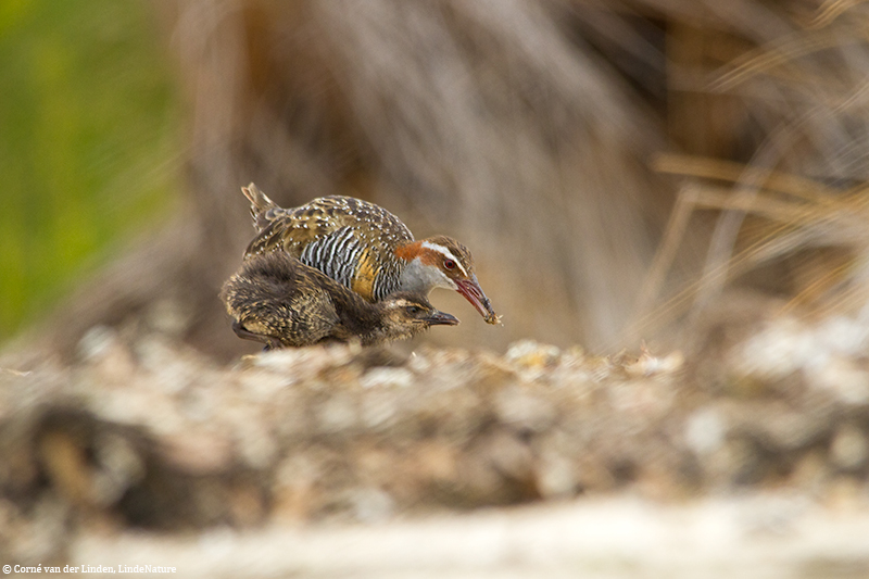 <!-- Buff-banded rail, Gallirallus philippensis -->