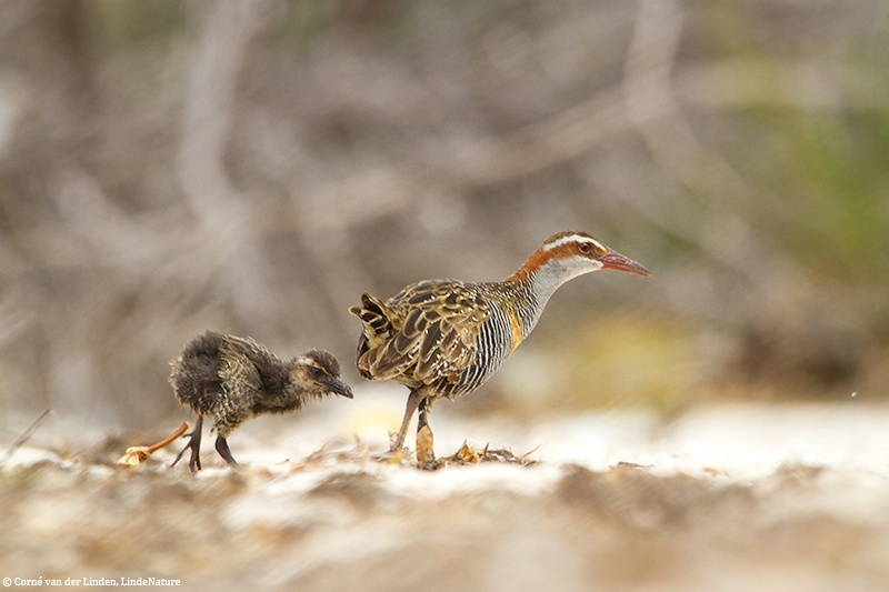 <!-- Buff-banded rail, Gallirallus philippensis -->