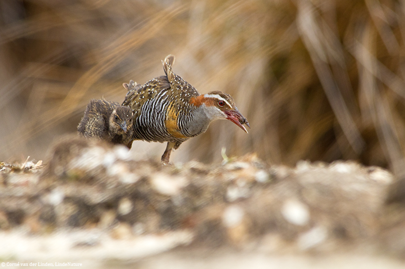 <!-- Buff-banded rail, Gallirallus philippensis -->