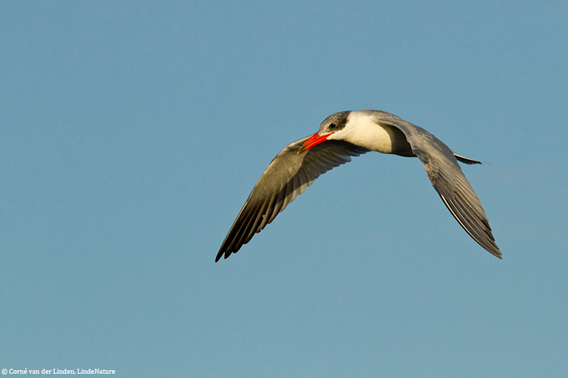 <!-- Caspian tern, Sterna caspia -->