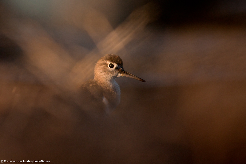 <!-- Common sandpiper, Arctitis hypoleucos -->