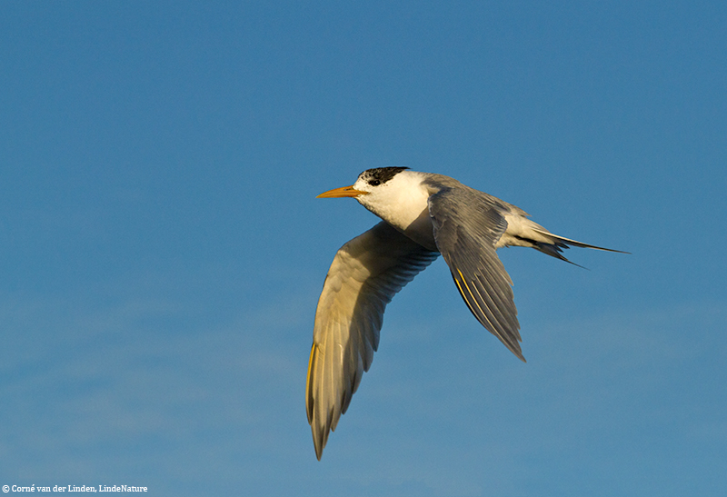 <!-- Crested tern, Sterna bergii -->