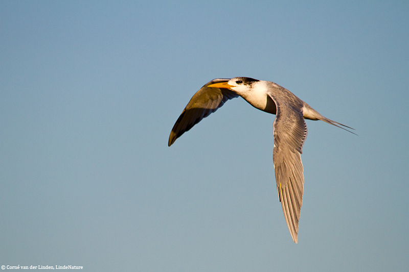 <!-- Crested tern, Sterna bergii -->