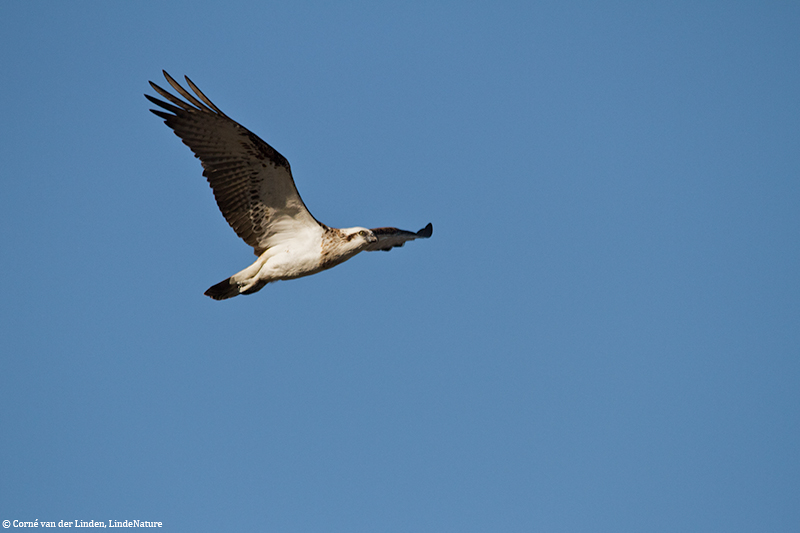 <!-- Eastern osprey, Pandion haliaetus cristatus -->