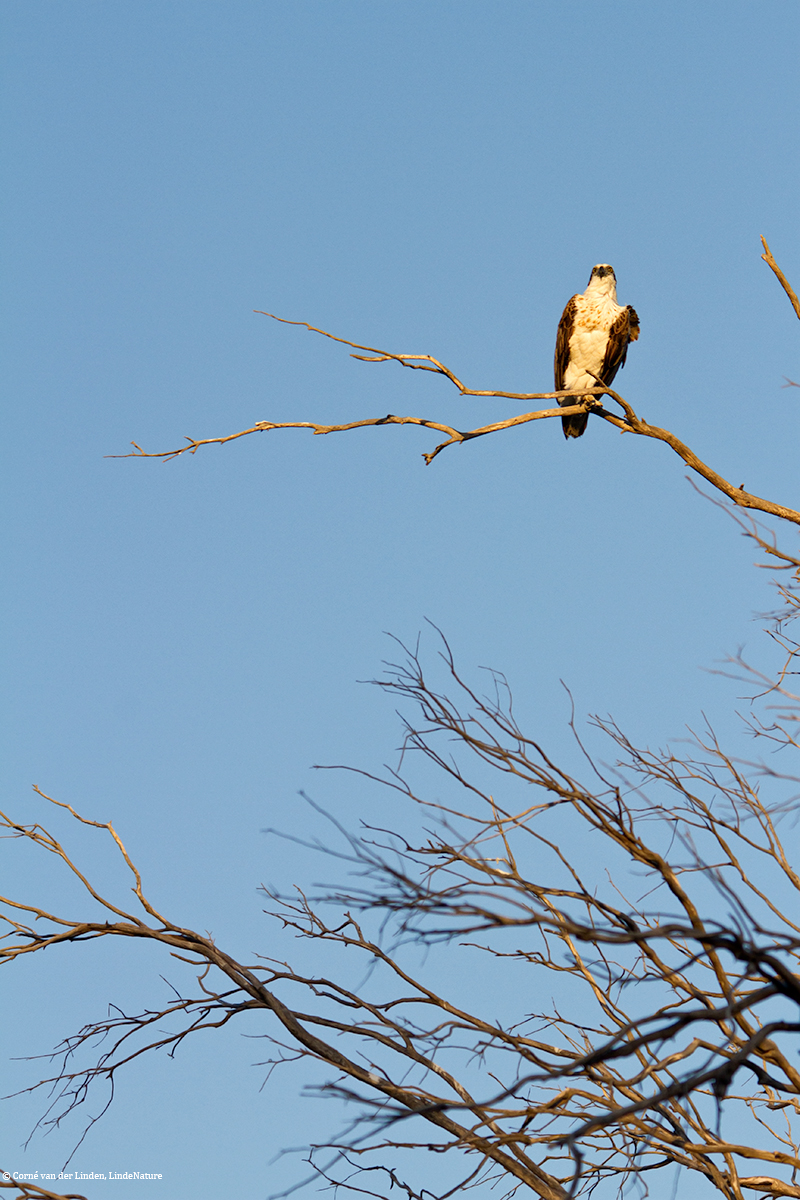 <!-- Eastern osprey, Pandion haliaetus cristatus -->