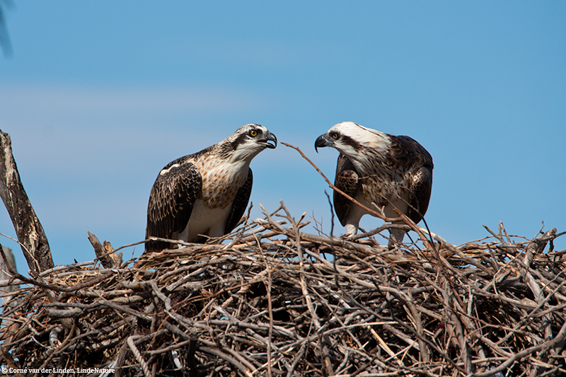 <!-- Eastern osprey, Pandion haliaetus cristatus -->