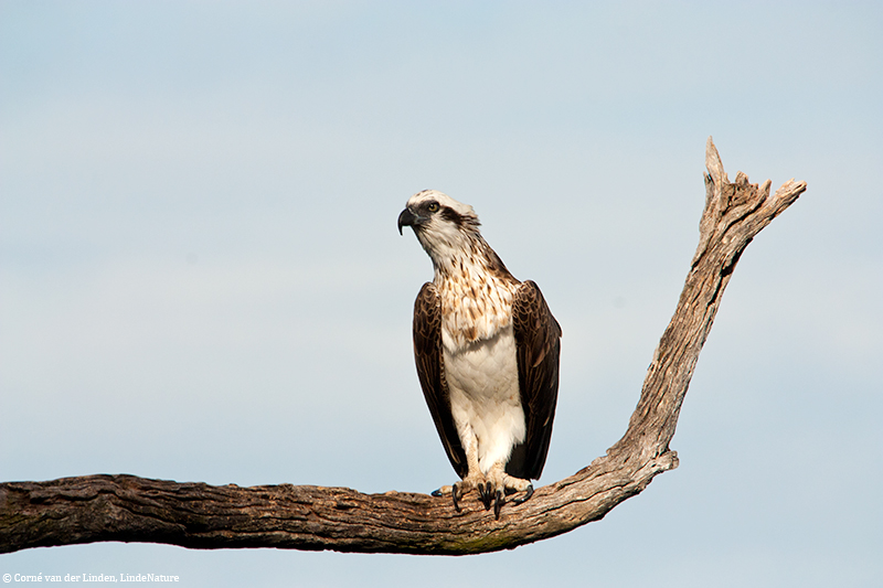 <!-- Eastern osprey, Pandion haliaetus cristatus -->