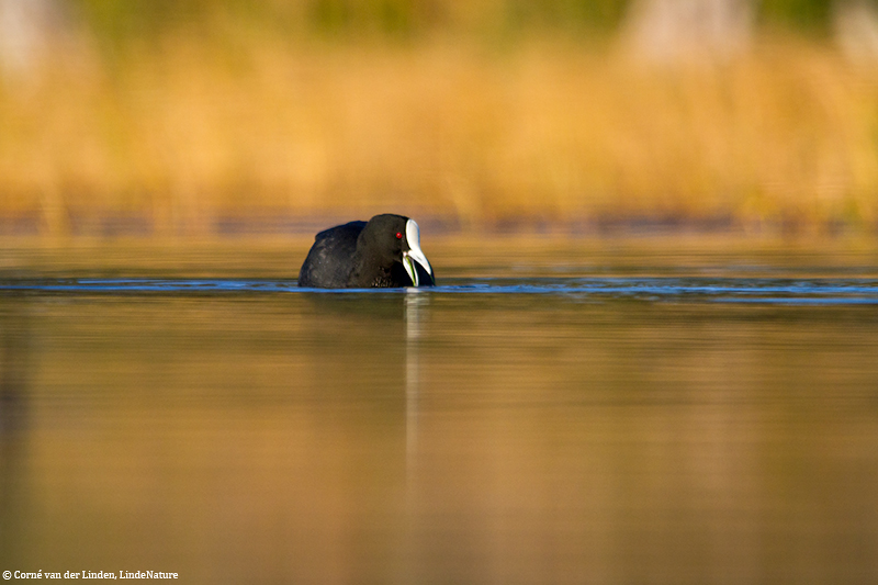 <!-- Eurasian coot, Fulica atra -->