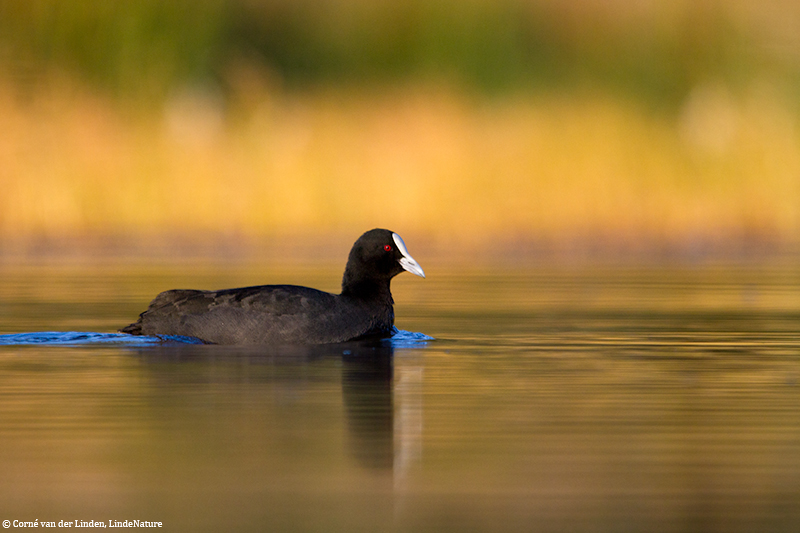 <!-- Eurasian coot, Fulica atra -->