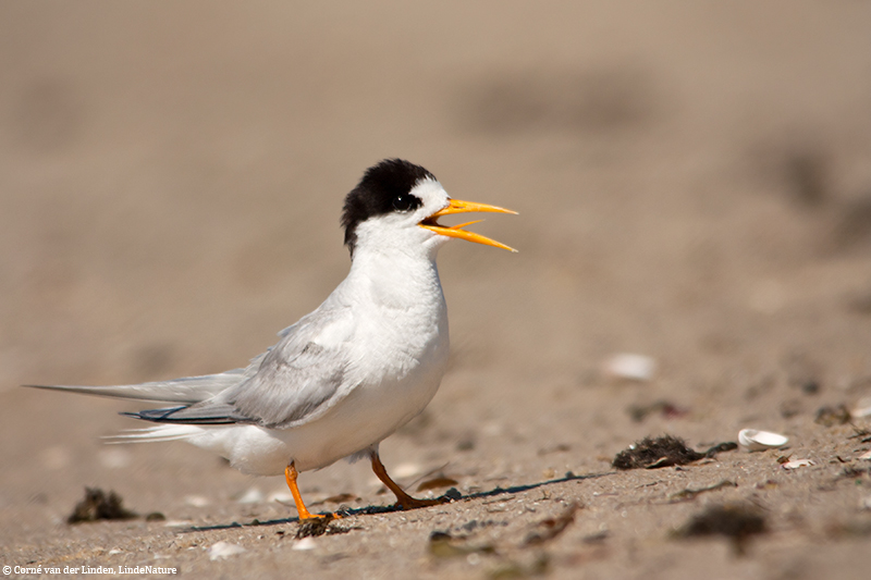 <!-- Fairy tern, Sterna nereis nereis -->