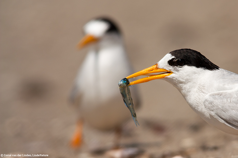 <!-- Fairy tern, Sterna nereis nereis -->