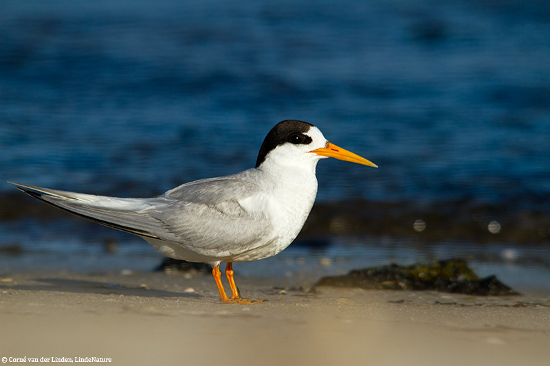 <!-- Fairy tern, Sterna nereis nereis -->