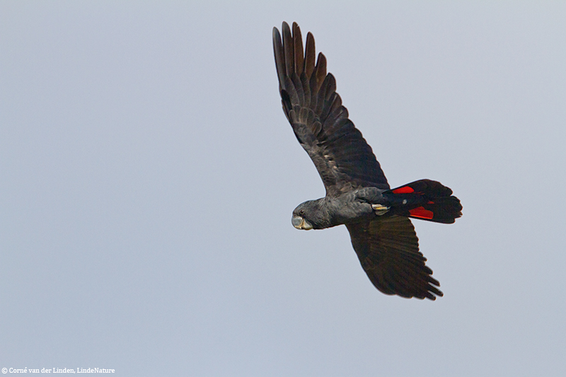 <!-- Forest red-tailed black cockatoo, Calyptorhynchus banksii naso -->