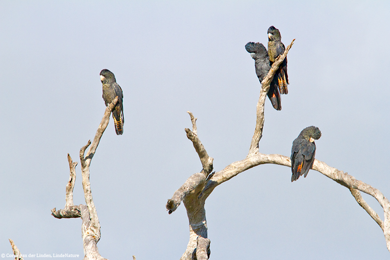 <!-- Forest red-tailed black cockatoo, Calyptorhynchus banksii naso -->