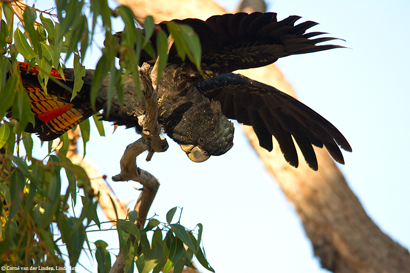 <!-- Forest red-tailed black cockatoo, Calyptorhynchus banksii naso -->