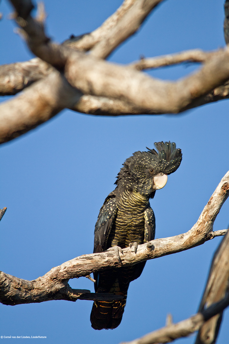 <!-- Forest red-tailed black cockatoo, Calyptorhynchus banksii naso -->