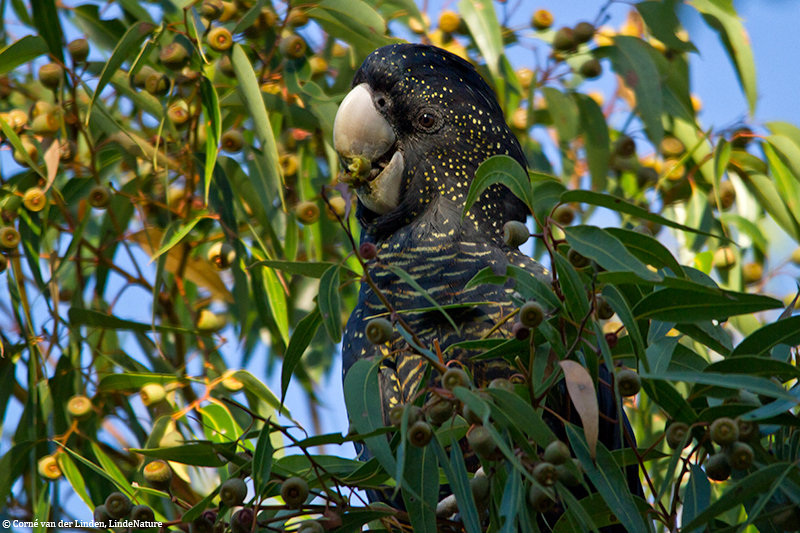 <!-- Forest red-tailed black cockatoo, Calyptorhynchus banksii naso -->