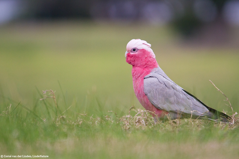 <!-- Galah, Cacatua roseicapilla -->