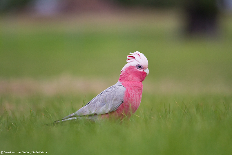 <!-- Galah, Cacatua roseicapilla -->