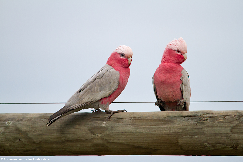 <!-- Galah, Cacatua roseicapilla -->