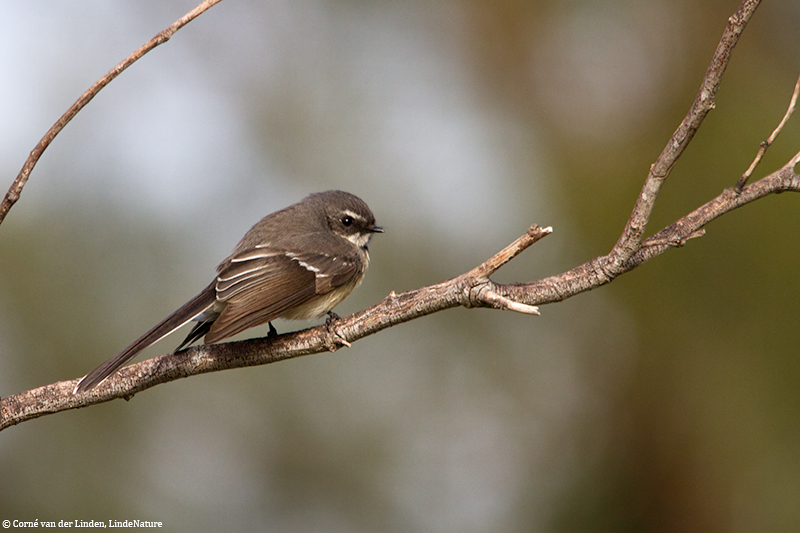 <!-- Grey fantail, Rhipidura albiscapa -->