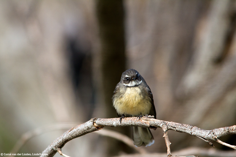 <!-- Grey fantail, Rhipidura albiscapa -->