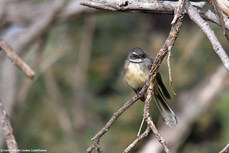 <!-- Grey fantail, Rhipidura albiscapa -->