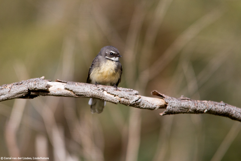 <!-- Grey fantail, Rhipidura albiscapa -->