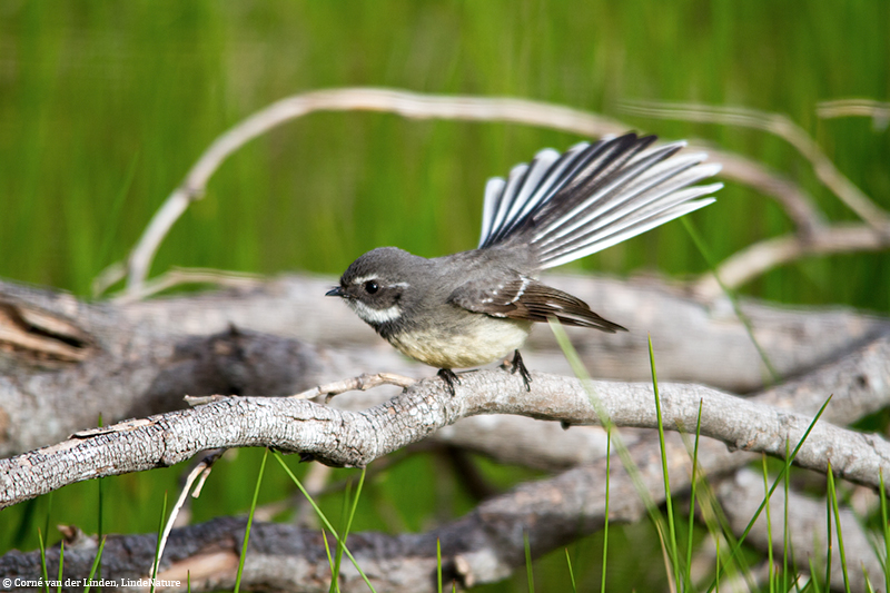 <!-- Grey fantail, Rhipidura albiscapa -->